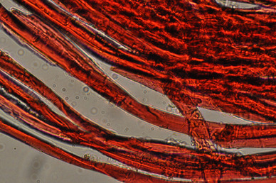 Red silk under a microscope.